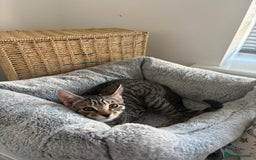 Mixed Breed cats for sale: Gorgeous Girl kitten  - Image 1