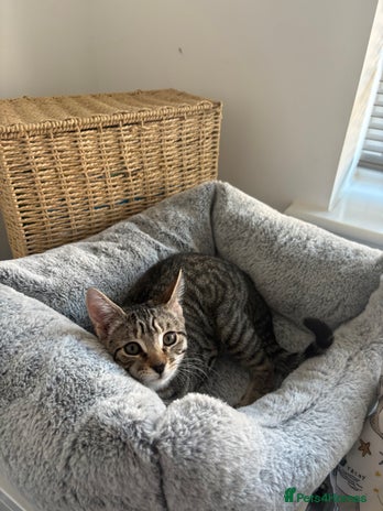 Mixed Breed cats - Advert 7