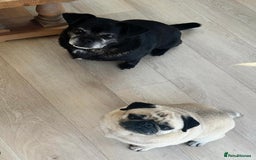 Pug dogs for sale: Chug and pug  - Image 13