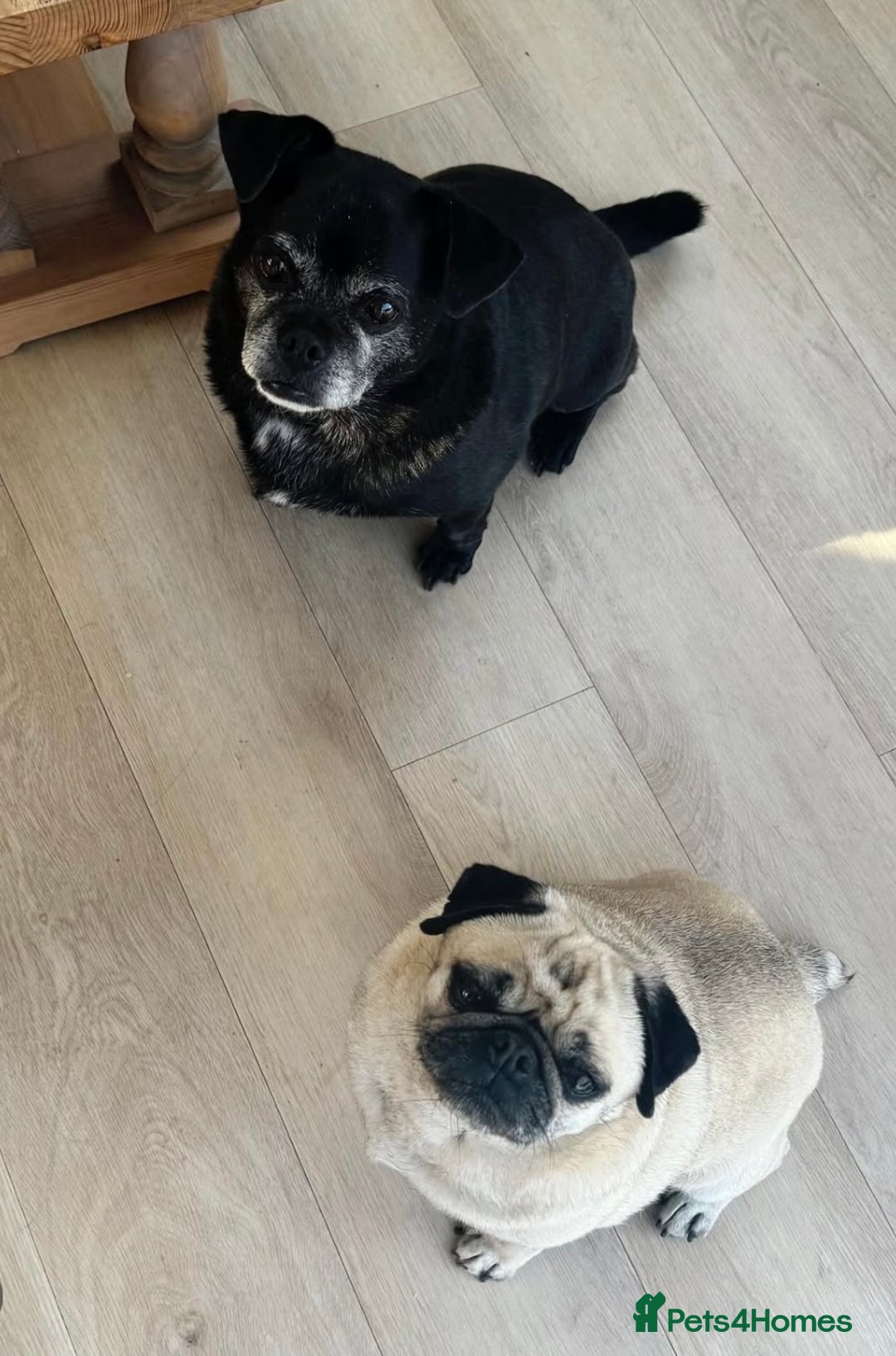 Pug dogs for sale: Chug and pug  - Image 13