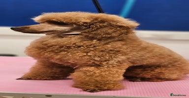 Miniature Poodle dogs - Advert 3