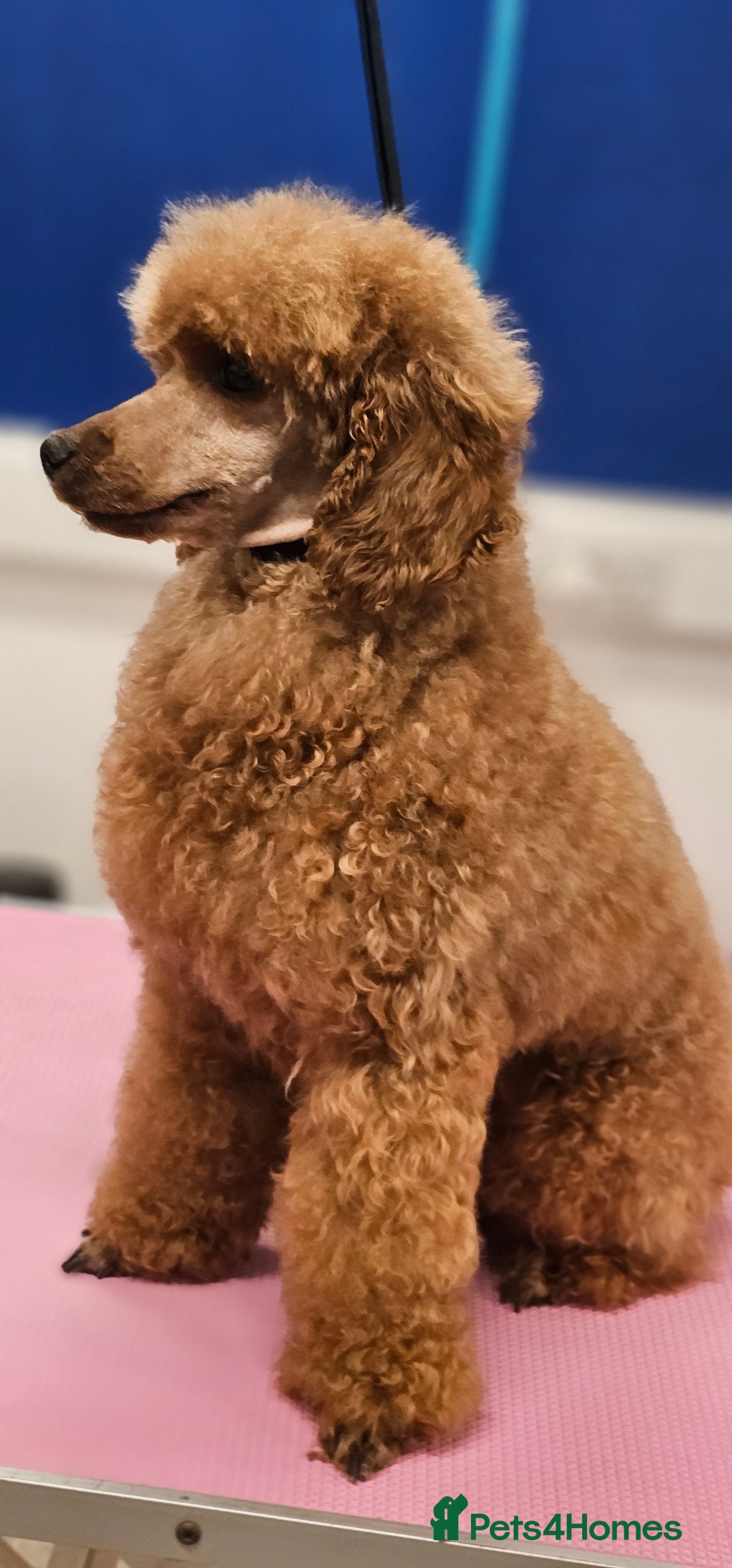 Miniature Poodle dogs for sale: Stunning female  - Image 2
