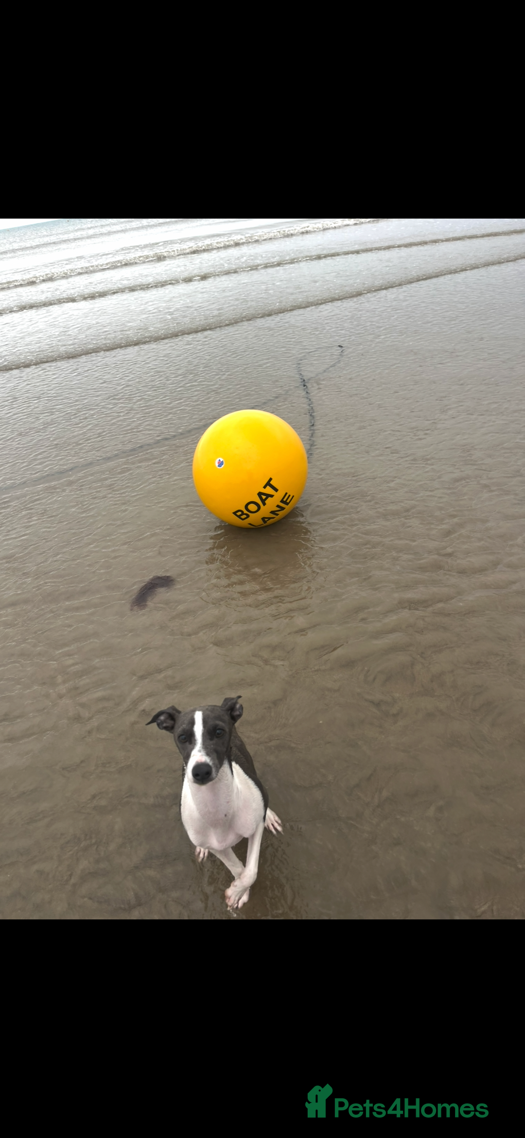 Italian Greyhound dogs for sale: Male neutered 9month Italian greyhound Boyce £1250 - Image 5
