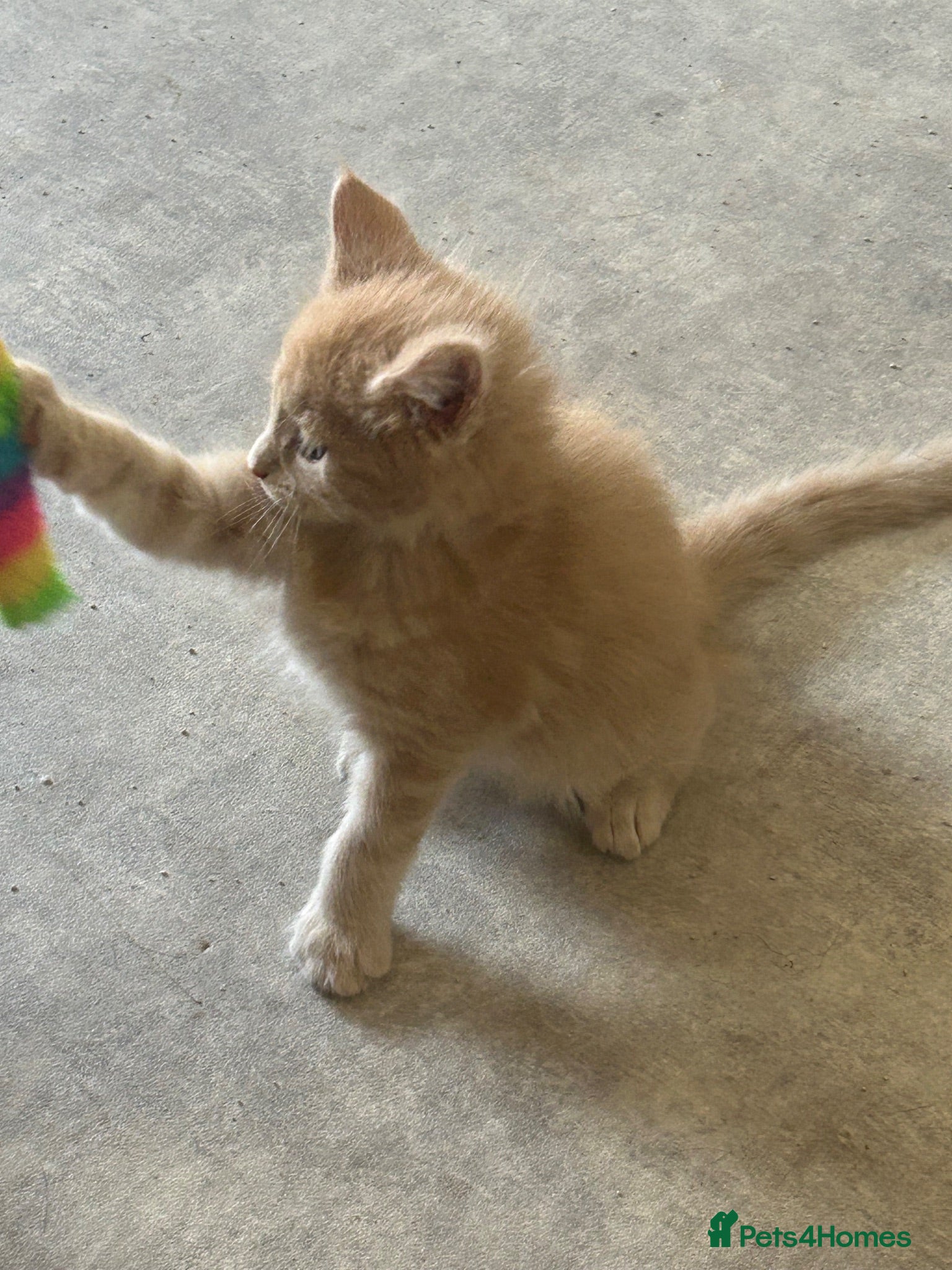 Maine Coon cats FULLY Health tested Gccf male Maine coons  - Advert 2