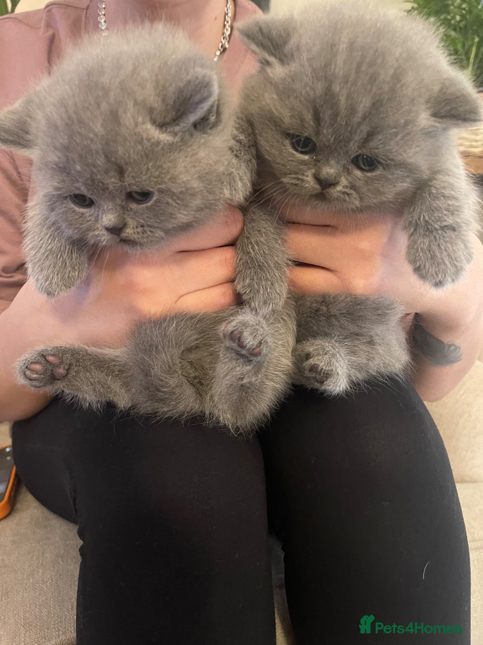 British Shorthair cats  GEORGEOUS BRITISH SHORTHAIR BLUE KITTENS - Advert 14