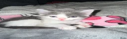 Mixed Breed cats for sale: Kittens for sale - Advert 4