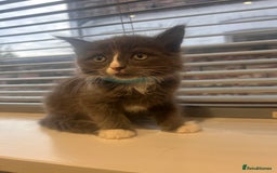 Ragdoll cats for sale: OPEN TO OFFERS!BEAUTIFUL RAGDOLL X SIAMESE KITTENS - Image 5