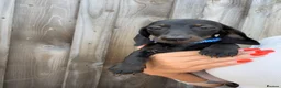 Miniature Dachshund dogs for sale: Miniature dachshund puppies  - Advert 10