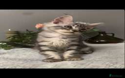 Maine Coon cats for sale: Maine coon kittens TICA registered  - Image 28