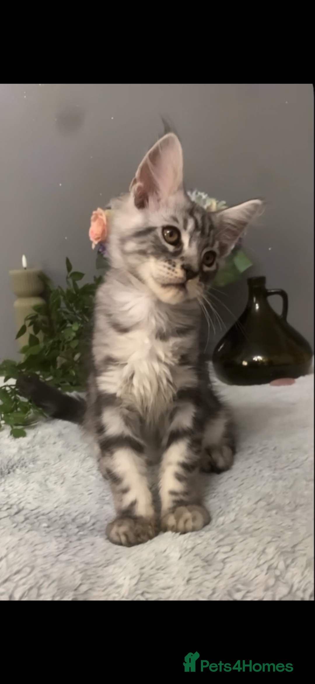 Maine Coon cats for sale: Maine coon kittens TICA registered  - Image 28