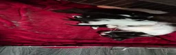 Mixed Breed cats for sale: 5 beautiful kittens  - Advert 7
