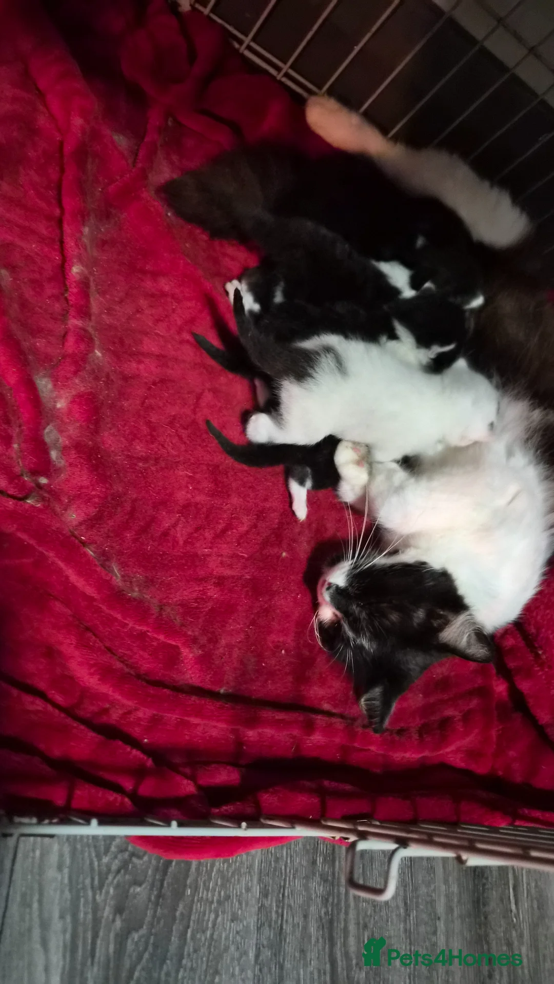 Mixed Breed cats for sale: 5 beautiful kittens  - Advert 7