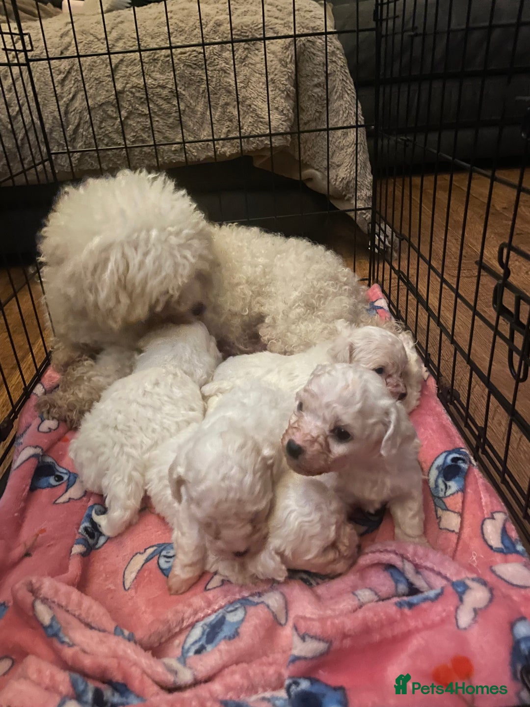 Bichon Frise dogs for sale: BEAUTIFUL BICHONS  - Advert 4