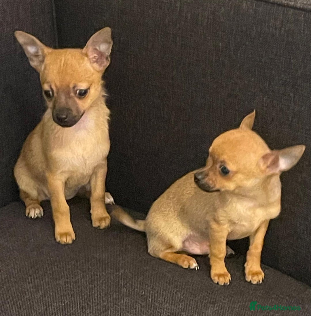 Chihuahua dogs for sale: Chihuahua puppies - Image 2