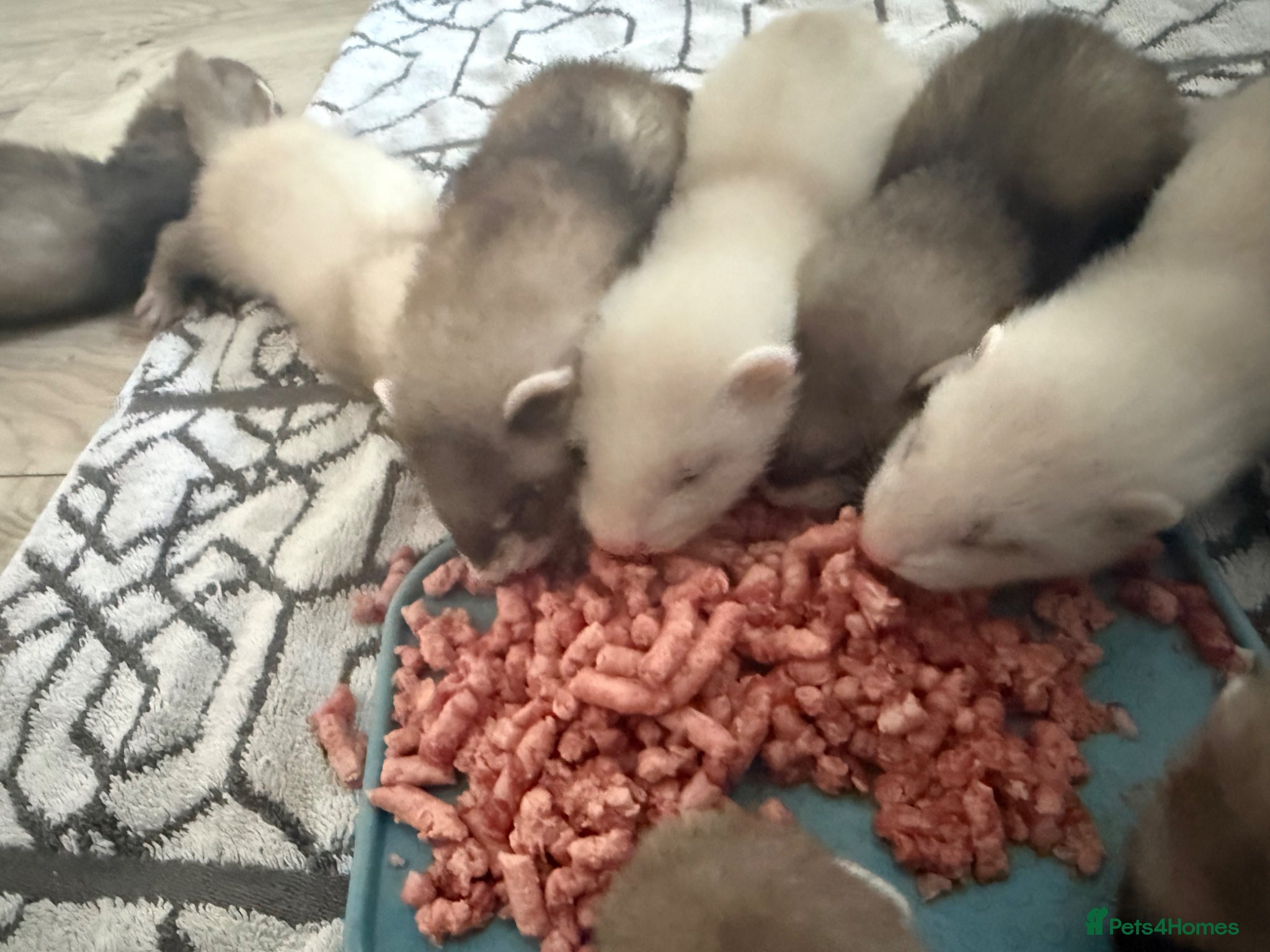 Ferret rodents for sale: Ferret kits ready in 2-3 weeks - Advert 7