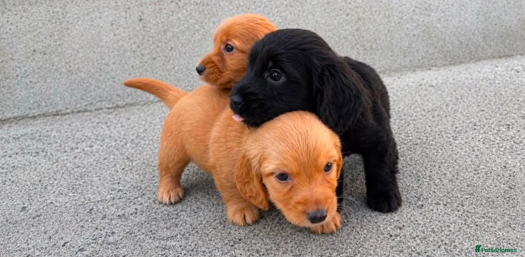 Cockapoo dogs for sale: Cockapoo puppies in London - Advert 2