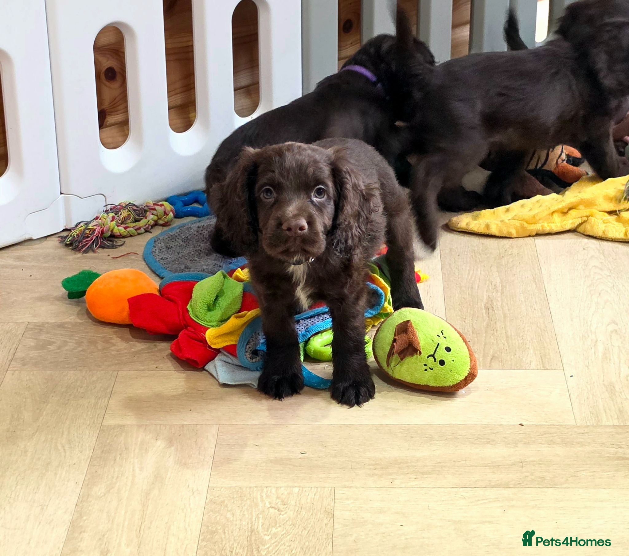 Cocker Spaniel dogs 3 CHOCOLATE BOYS KC WORKING TYPE COCKER SPANIELS - Advert 2