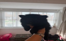 Pomeranian dogs for sale: Beautiful fluffy ** pomeranian babies - Image 9