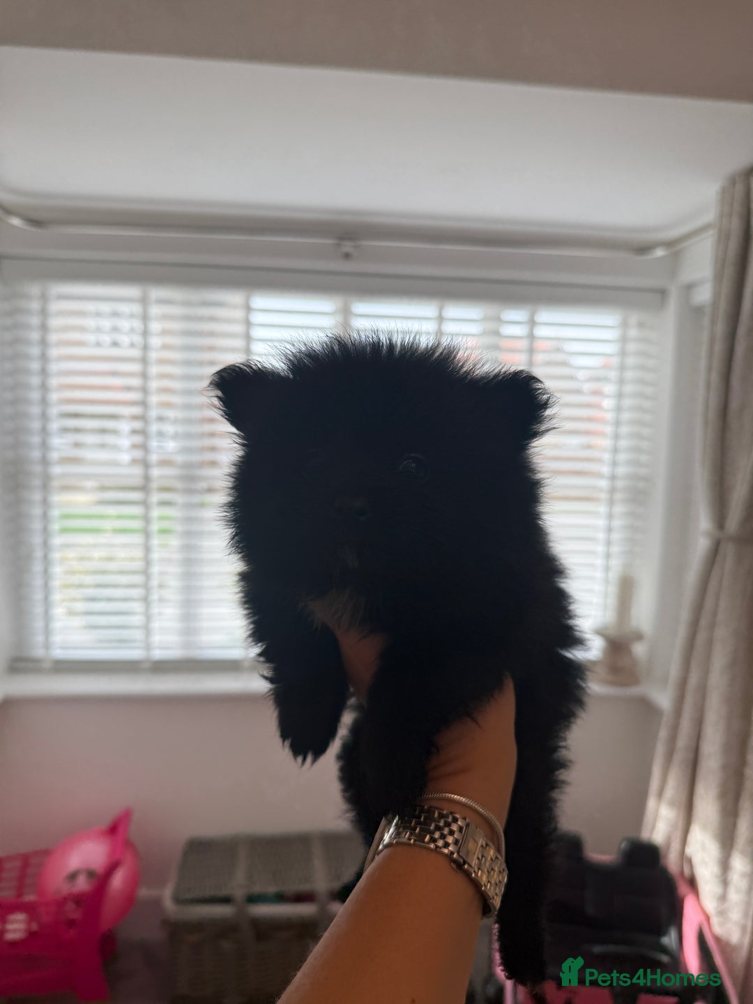 Pomeranian dogs for sale: Beautiful fluffy ** pomeranian babies - Image 9