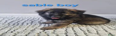 German Shepherd 2