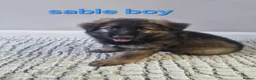 German Shepherd dogs for sale: READY TO GO!! 2 male german shepherds - Advert 5