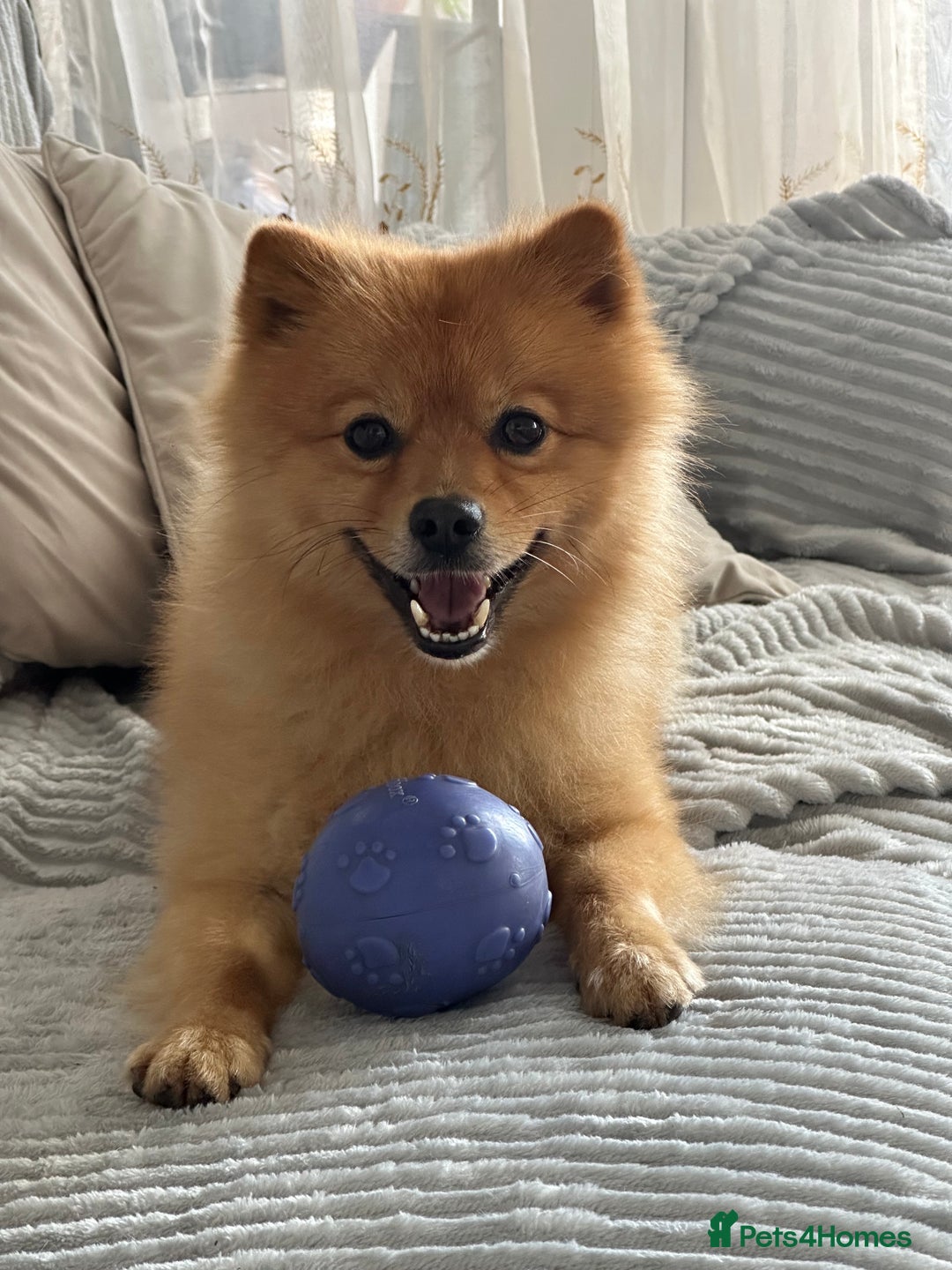 German Spitz dogs for stud: German Spitz Stud - Advert 8