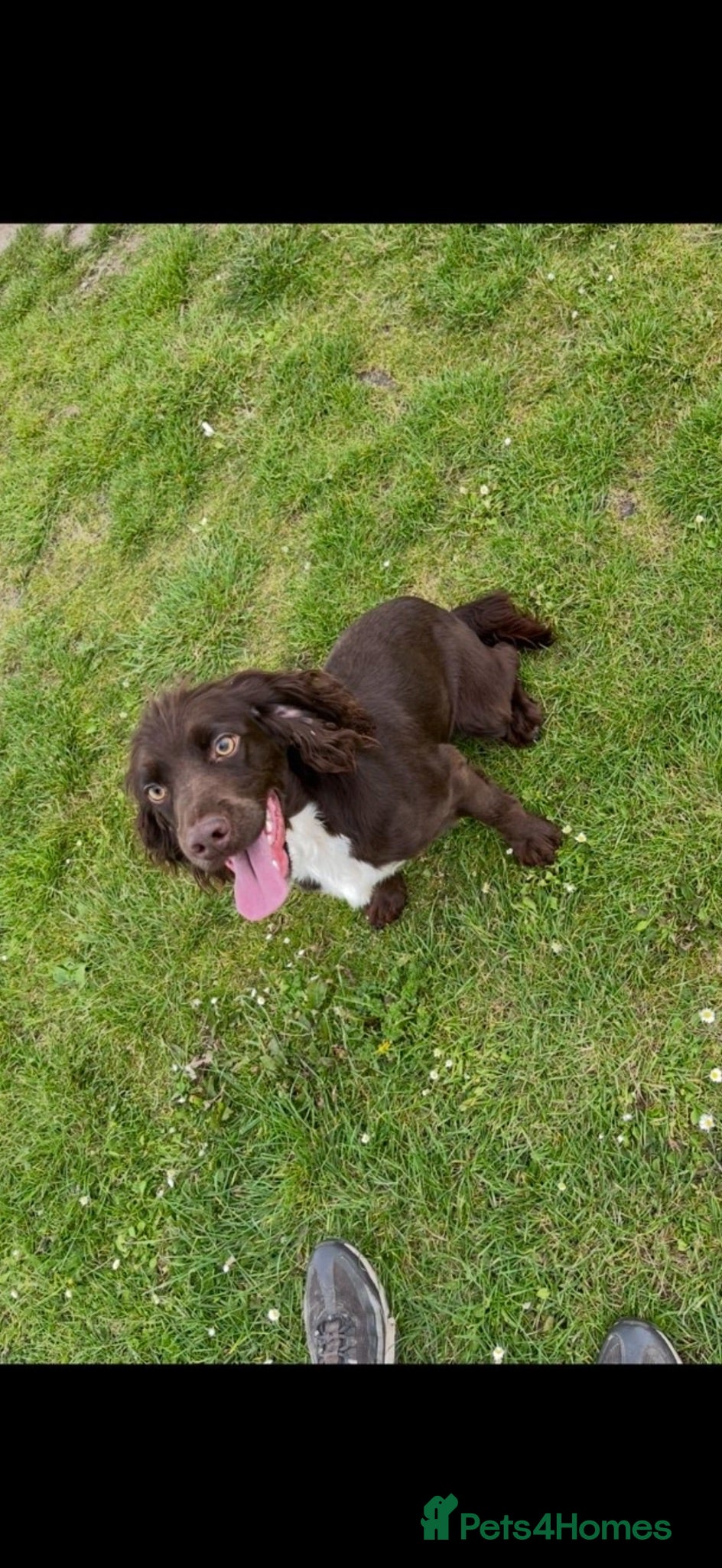 Cocker Spaniel dogs BEAUTIFUL COCKER SPANIEL PUPPIES  - Advert 13
