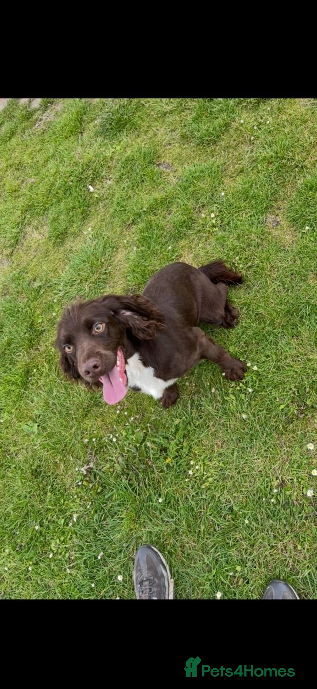 Cocker Spaniel dogs for sale: BEAUTIFUL COCKER SPANIEL PUPPIES  - Advert 1