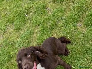 Cocker Spaniel dogs BEAUTIFUL COCKER SPANIEL PUPPIES - Advert 13