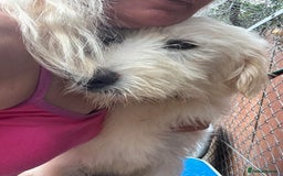 Mixed Breed dogs for adoption: Poppy - Norwich Norfolk  - Image 20