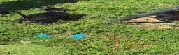Labrador Retriever dogs for sale: 🐾 Beautiful Female Labrador Puppy 🐾 - Advert 8