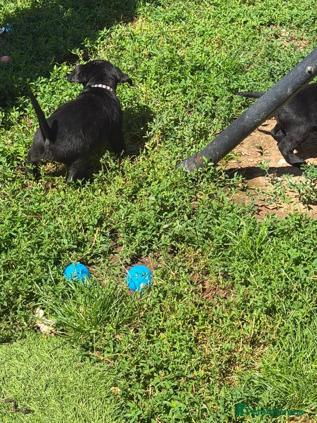Labrador Retriever dogs for sale: 🐾 Beautiful Female Labrador Puppy 🐾 - Advert 8