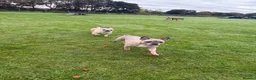 French Bulldog dogs for sale: KC REG FRENCHIE NEUTERED MALE  - Advert 5