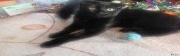 Russian Blue cats for sale: Uniqe russian blue/scottish fold mix - Advert 21