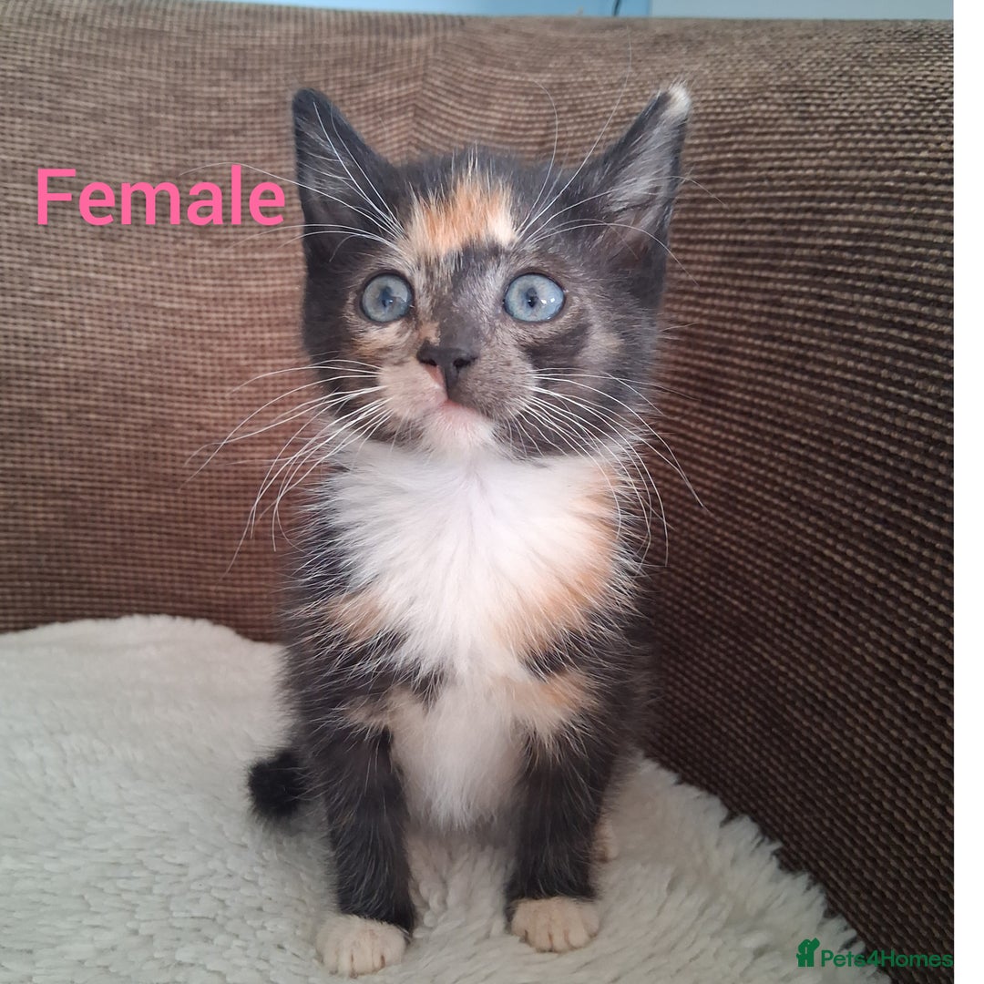 British Shorthair cats for sale: 5 Bonnie Kittens ready now  - Image 2