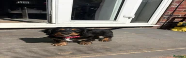 red collar