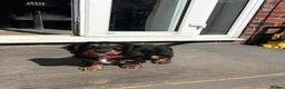 Mixed Breed dogs for sale: cockerpoo  - Advert 13