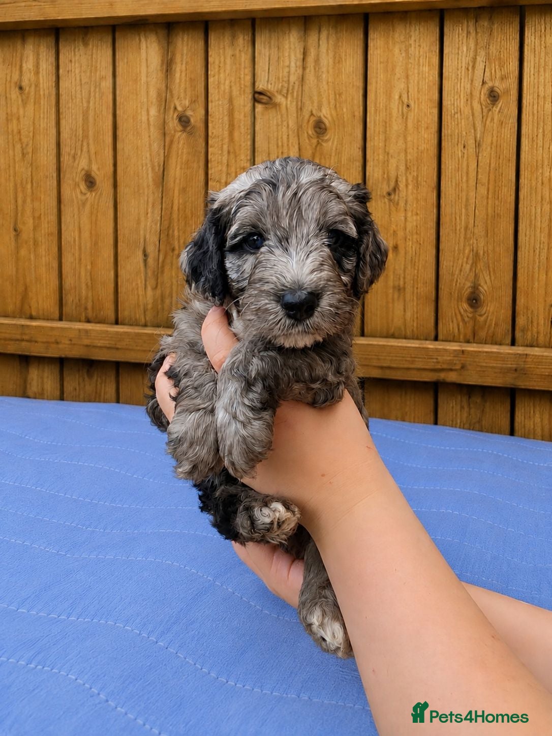 Cockapoo dogs Merles Apricots Parti Most loved Cockapoo Puppies - Advert 2