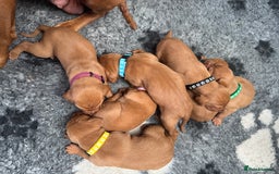 Hungarian Vizsla dogs for sale: Gorgeous KC Hungarian Vizsla puppies - Image 14