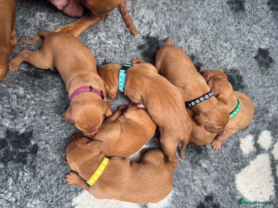 Hungarian Vizsla dogs for sale: Gorgeous KC Hungarian Vizsla puppies - Image 14