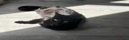 Mixed Breed cats for sale: Fluffy black kittens 🐈‍⬛  in Ferryhill - Advert 7