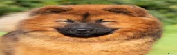 Eurasier dogs for sale: Gorgeous Eurasier Puppies - Advert 6