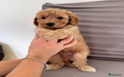 Cockapoo dogs for sale: Adorable Pappy Bread Cockapoo Puppies F2 - Image 37