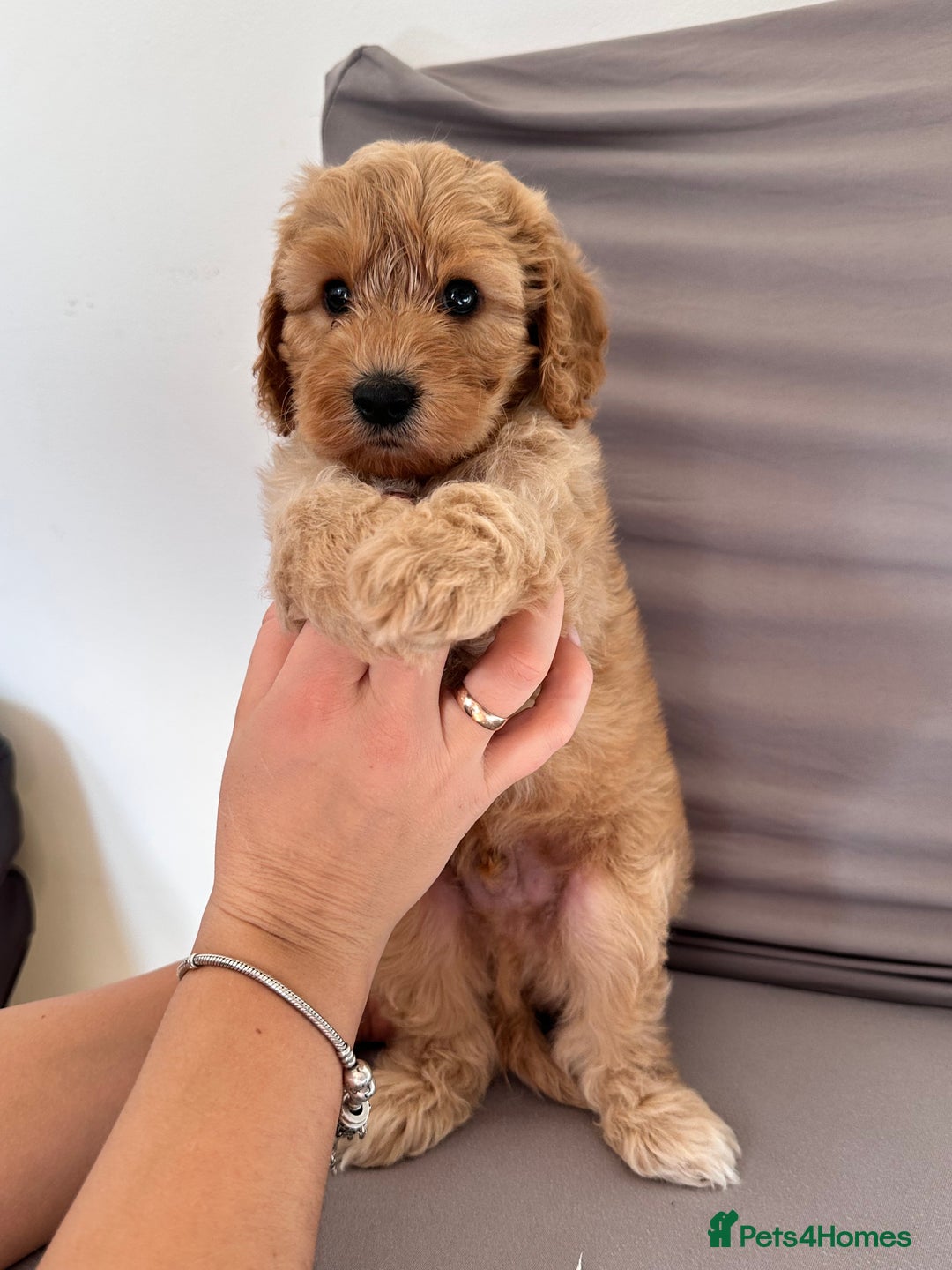 Cockapoo dogs for sale: Adorable Pappy Bread Cockapoo Puppies F2 - Image 37