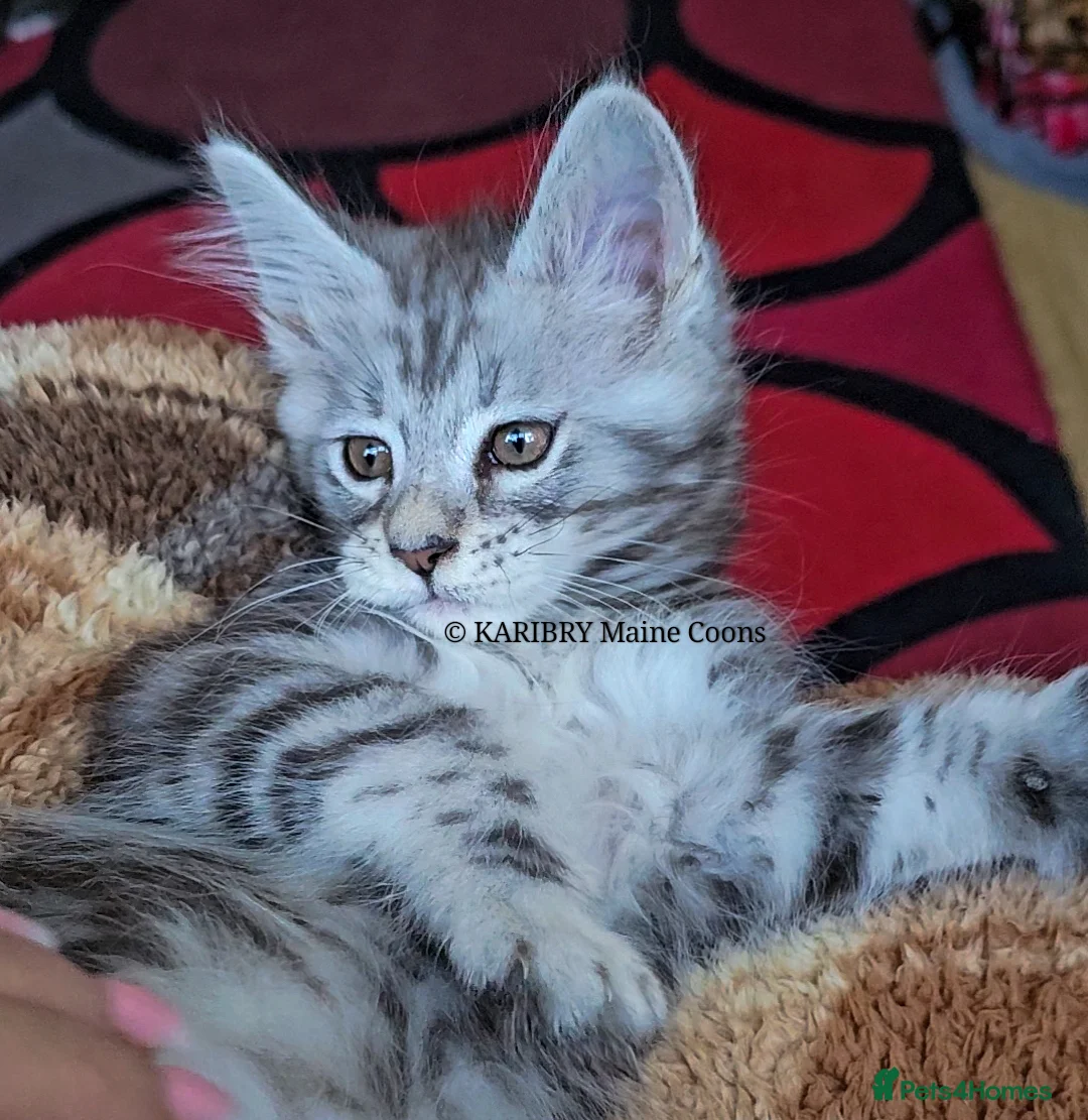 Maine Coon cats for sale: ACTIVE TICA Registered Shaded & Shaded lines - Advert 21