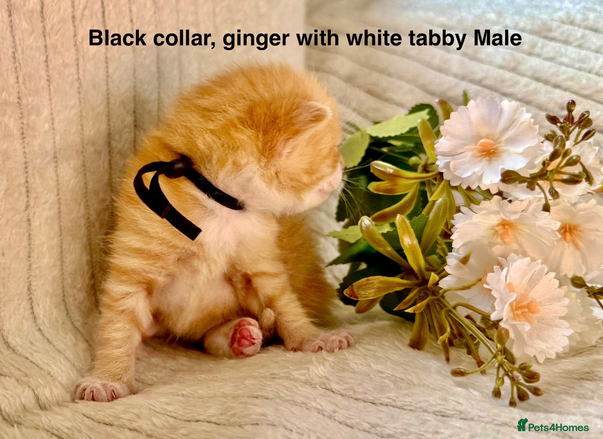 Siberian cats Pedigree Siberian kittens  - Advert 1