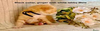 Black collar ginger with white Male