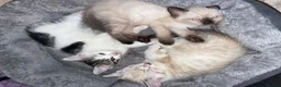 Mixed Breed cats for sale: sealpoint crossed fluffy persian. - Advert 3