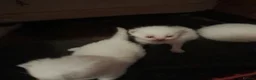 British Shorthair cats for sale: British Shorthair Lilac Colourpoint Kittens - Advert 5
