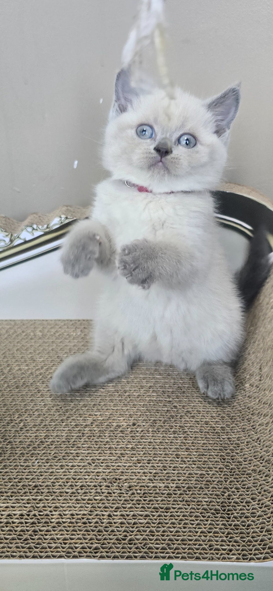 British Shorthair cats Gorgeous Cute British Short Hair Kittens - Advert 2